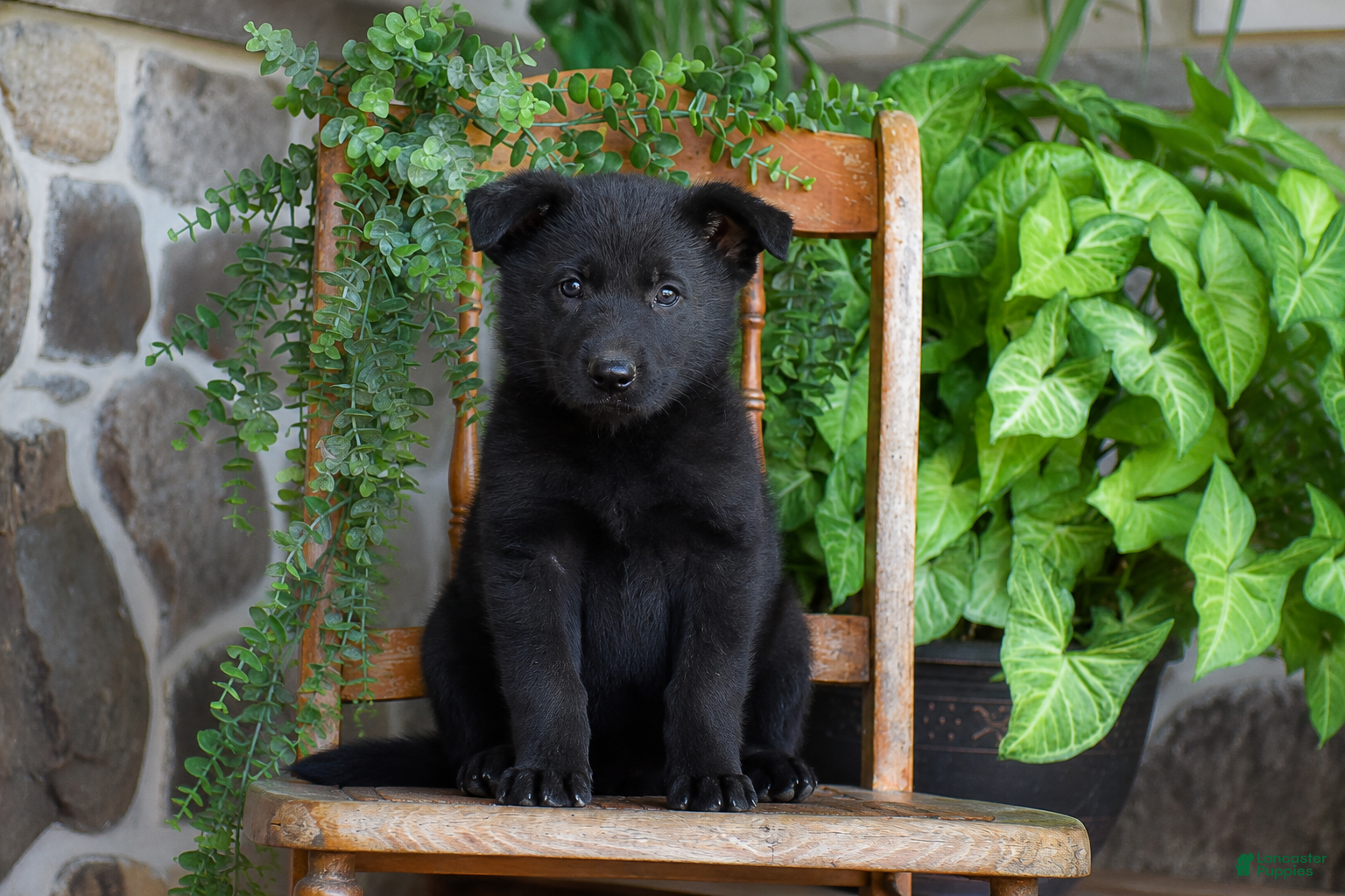 German Shepherd dogs Mavis - Ad 1