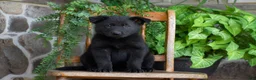 German Shepherd dogs for sale: Mavis - Ad 1