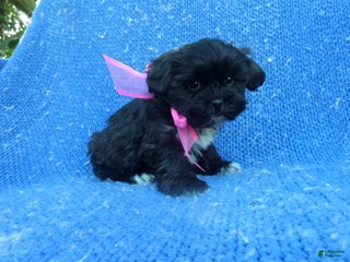 Shihpoo dogs Faith - Ad 2