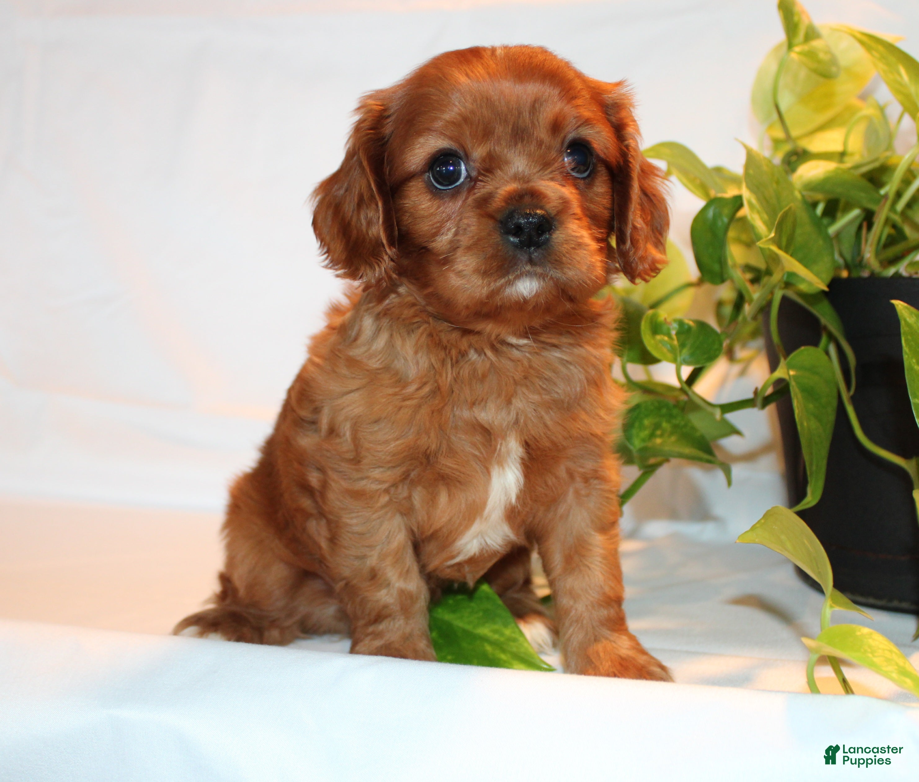 Cavalier King Charles Spaniel dogs Ronny - Ad 2