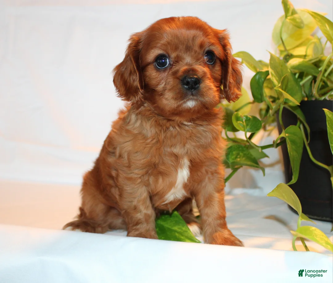 Cavalier King Charles Spaniel dogs for sale: Ronny - Ad 2