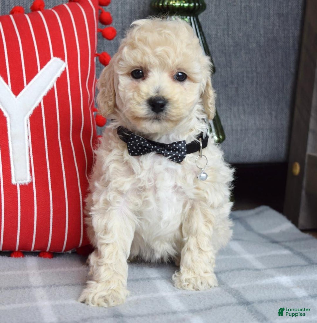 Miniature Poodle dogs for sale: Felix - Ad 4