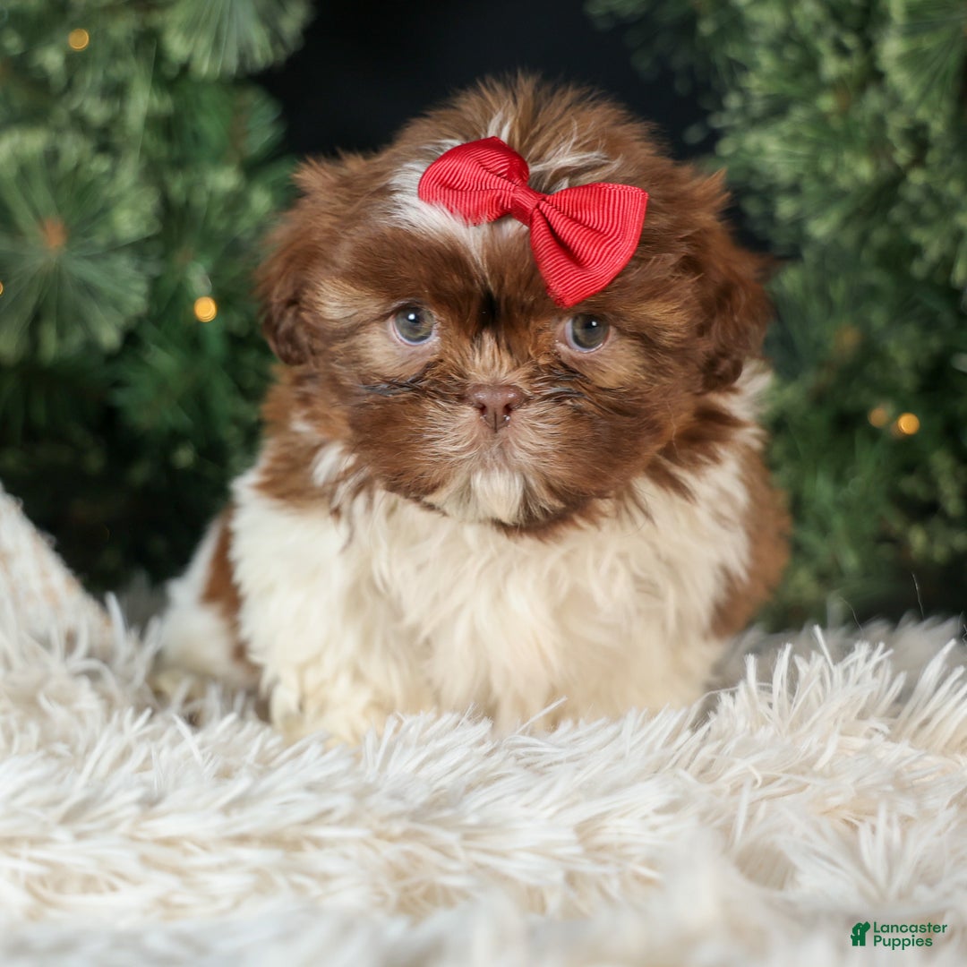 Shih Tzu dogs for sale: ROMEO - Ad 7