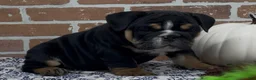 English Bulldog dogs for sale: Henry - Ad 6