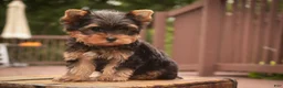 Yorkshire Terrier dogs for sale: Damon Yorkshire Terrier  - Ad 25