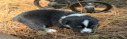 Mixed Breed dogs for sale: Black girl 2 - Ad 14