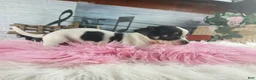 Chihuahua dogs for sale: Debras blk white girl. Hand Delivery  - Ad 5