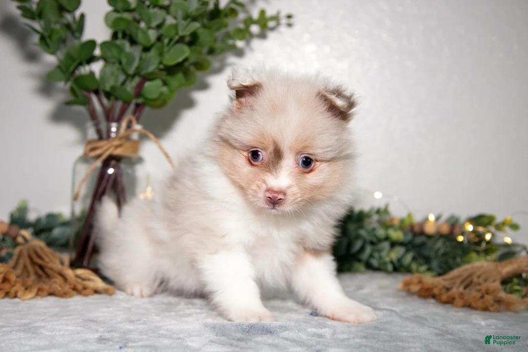 Pomeranian dogs for sale: Ike - Ad 3