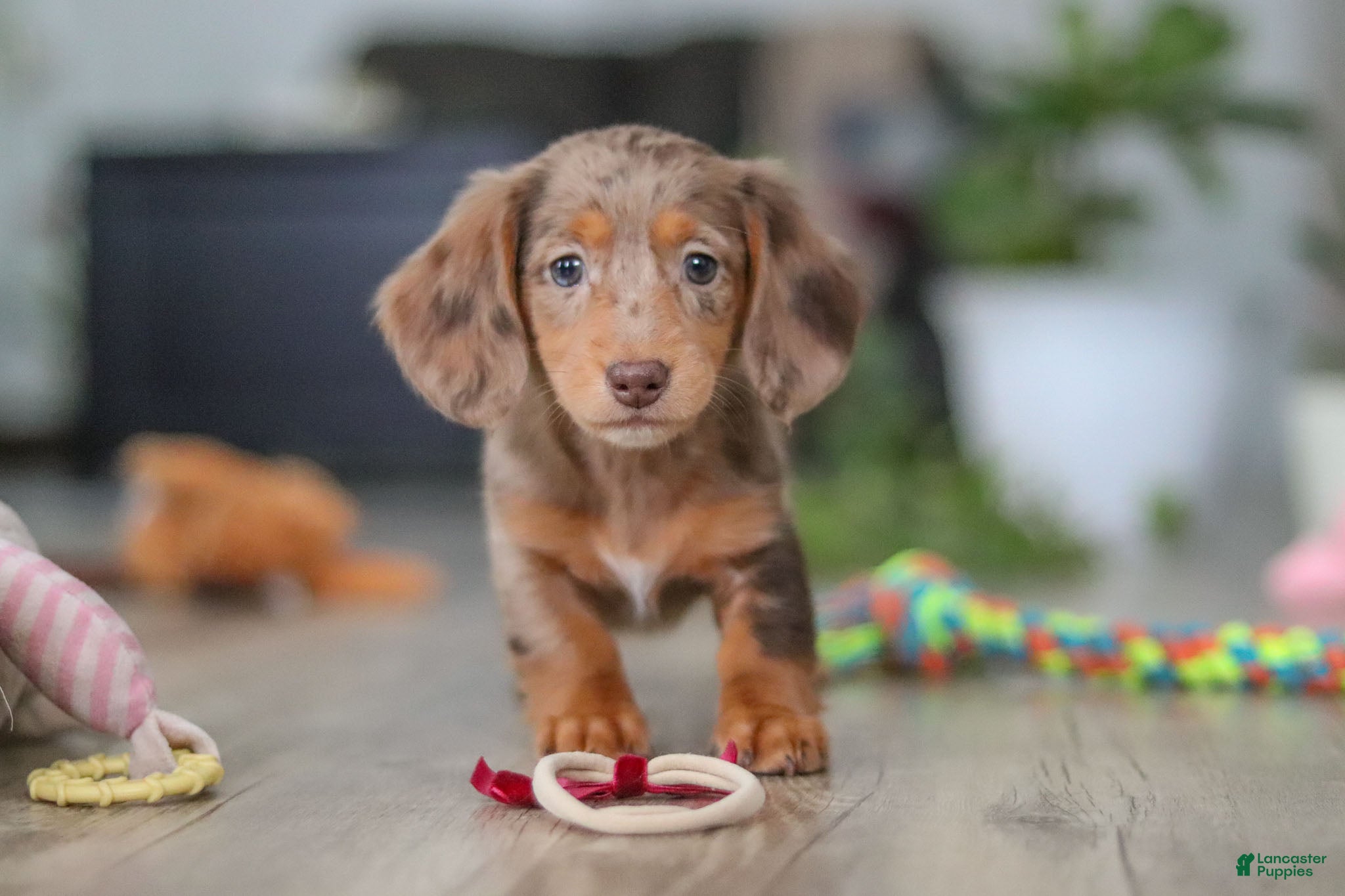 Miniature Dachshund dogs Violet - Ad 6