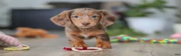 Miniature Dachshund dogs for sale: Violet - Ad 1