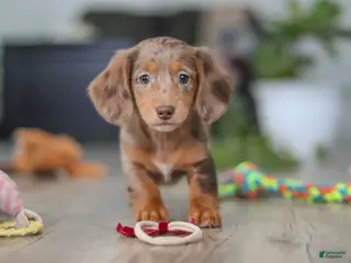 Miniature Dachshund dogs Violet - Ad 6
