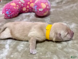 Golden Retriever dogs Golden Retriever Puppy 10 - Ad 9