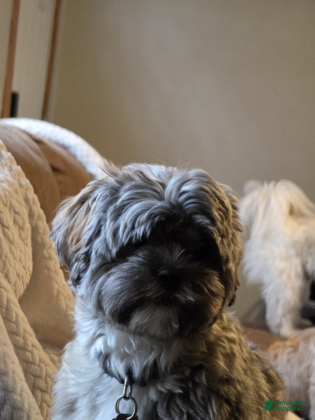 Mixed Breed dogs for sale: Mixed Breed Puppy 1 (Henry) - Ad 2