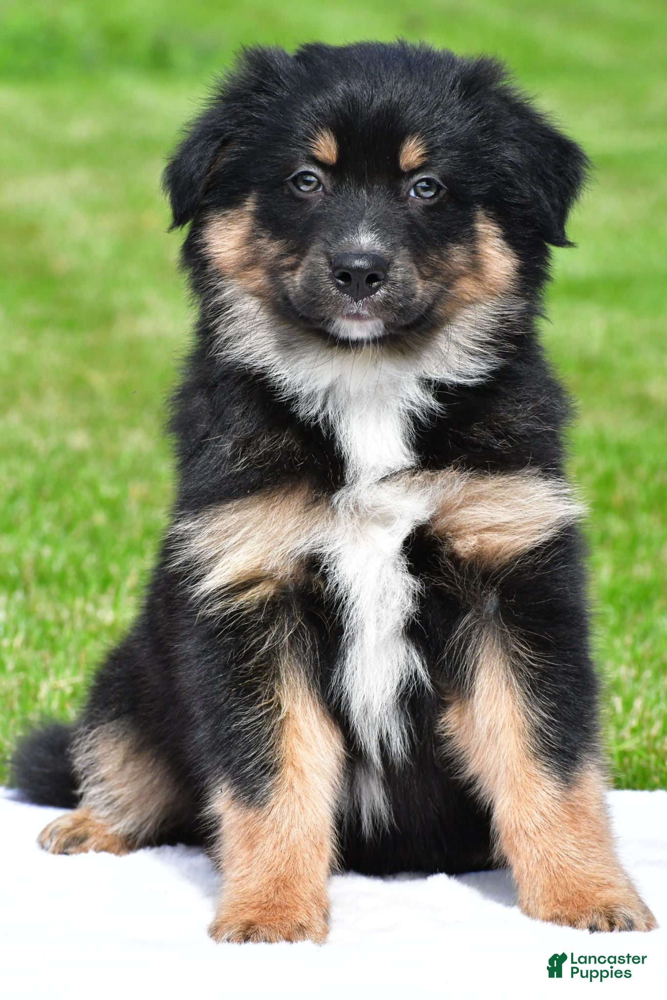 Australian Shepherd dogs Carson - Ad 1