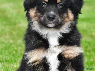 Australian Shepherd dogs for sale: Carson - Ad 4