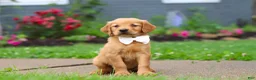 Golden Retriever dogs for sale: Bubbles - Ad 4
