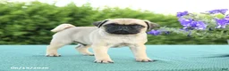 Pug dogs for sale: Justin - Ad 3