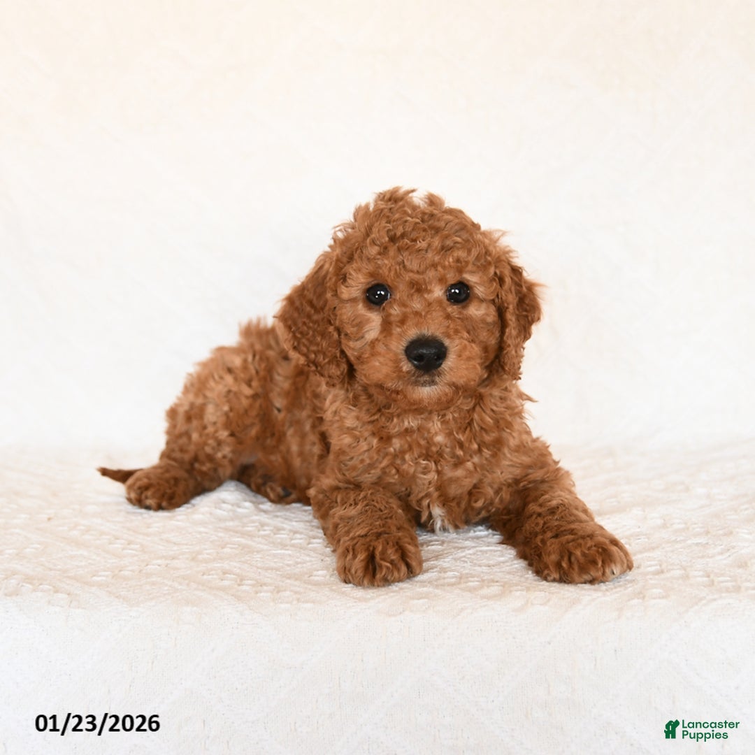Cavapoo dogs for sale: Sparkey   - Ad 3