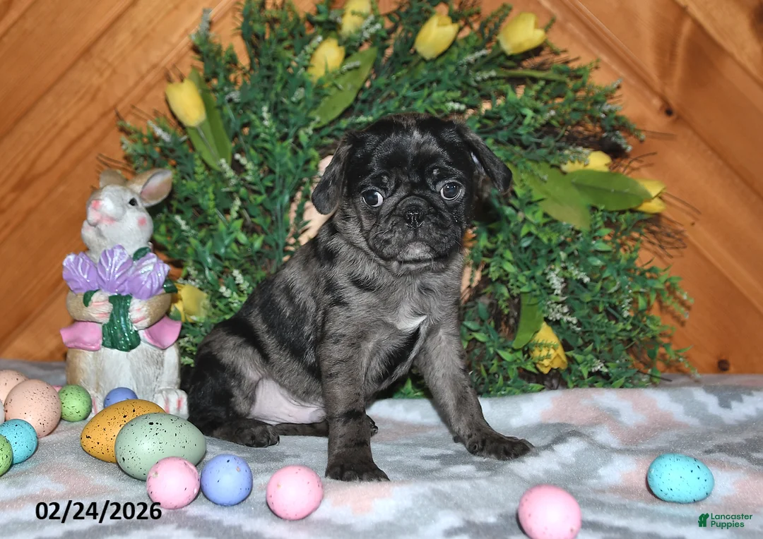 Pug dogs for sale: Dixon - Ad 1