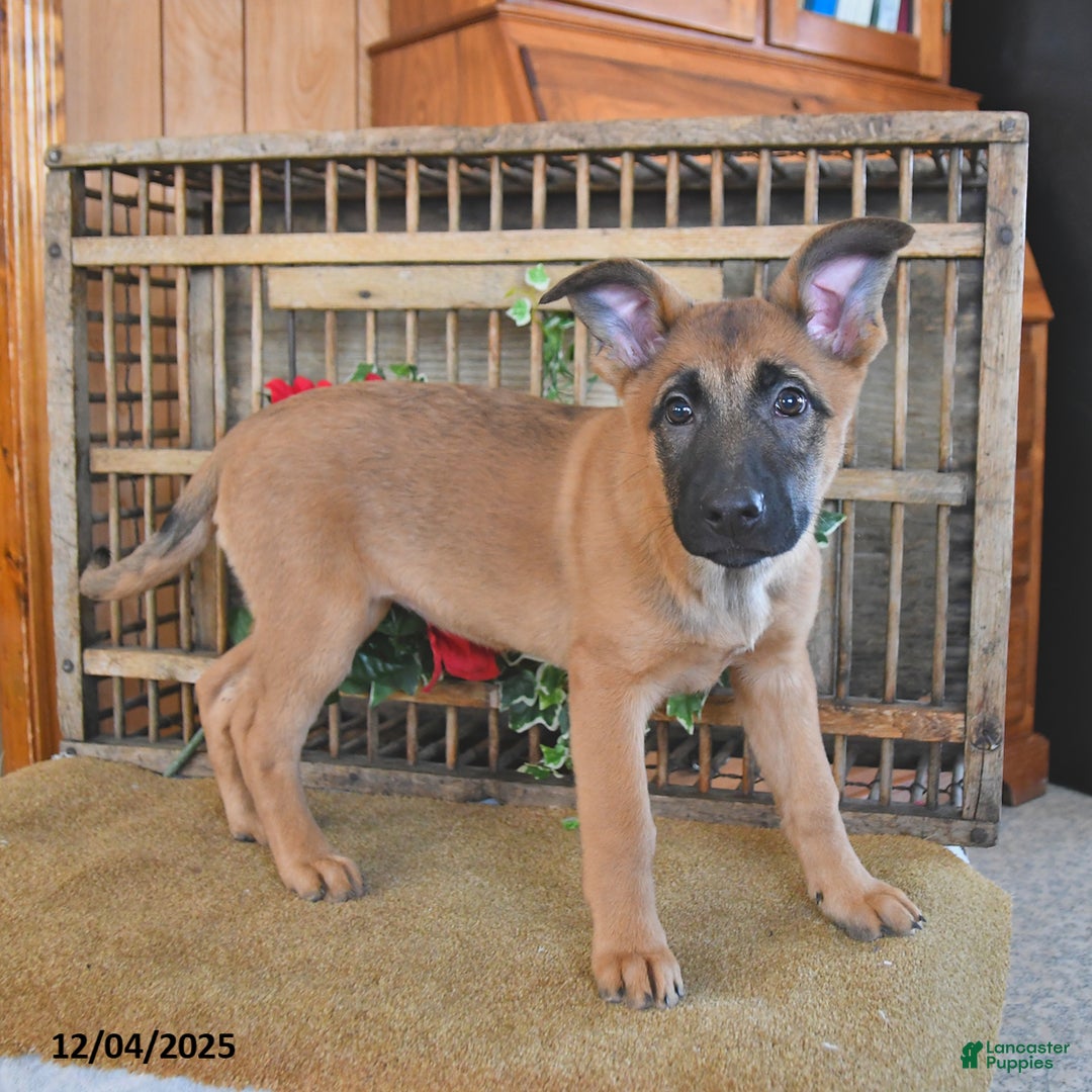 Mixed Breed dogs for sale: Ocean  - Ad 4