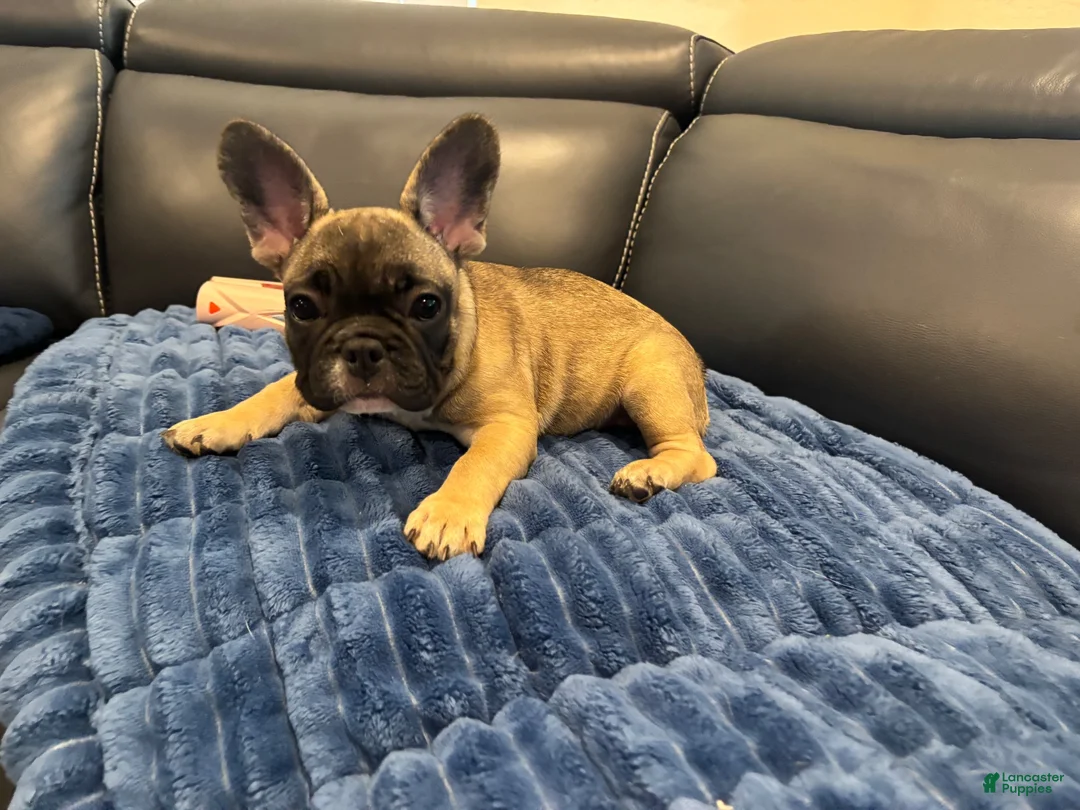 French Bulldog dogs for sale: French Bulldog 2 - Ad 1