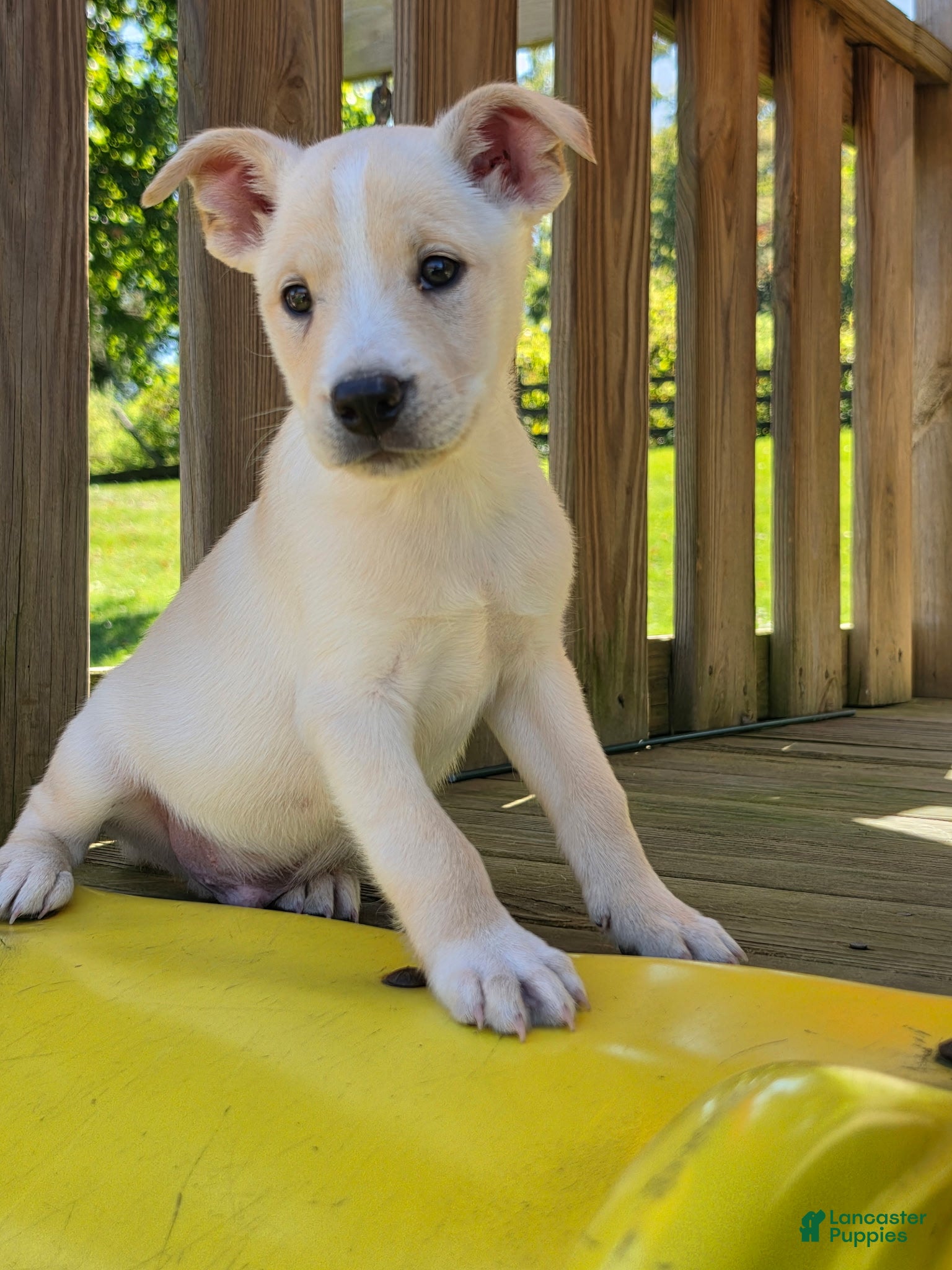 Mixed Breed dogs for sale: MILO - Ad 2