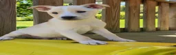 Mixed Breed dogs for sale: MILO - Ad 1