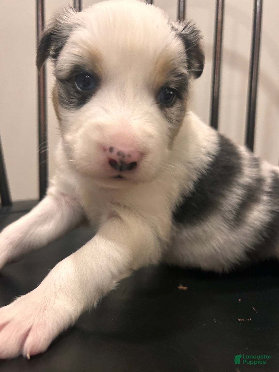 Australian Shepherd dogs for sale: Bluey  - Ad 6