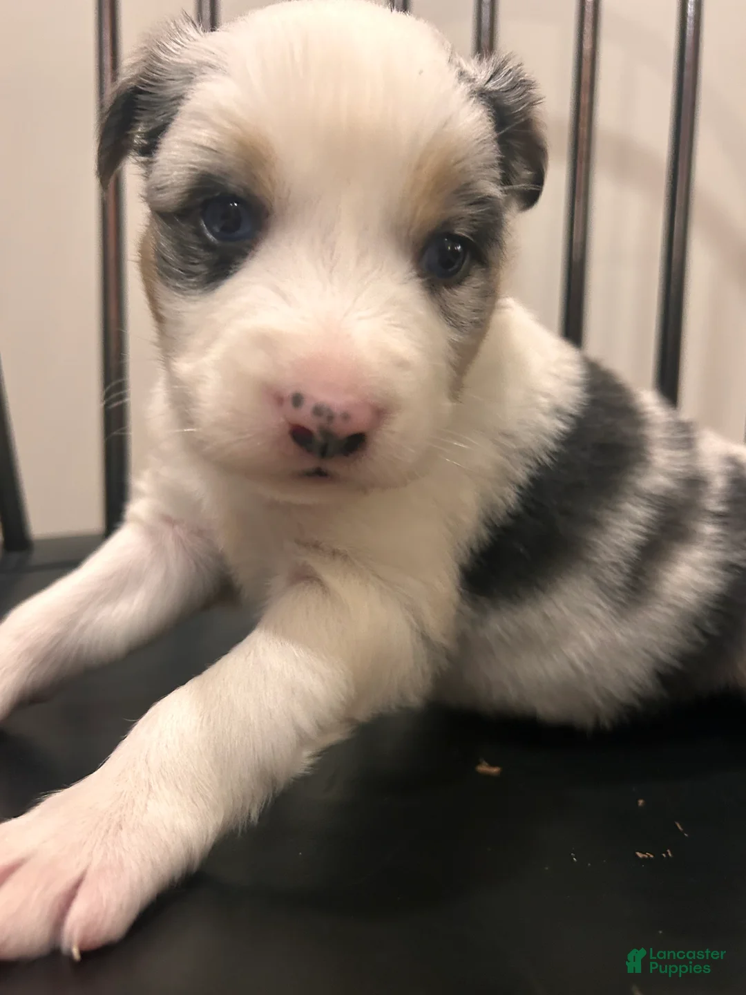 Australian Shepherd dogs for sale: Bluey  - Ad 6