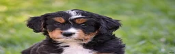 Mixed Breed dogs for sale: Sutton - Mini Bernedoodle - Ad 3