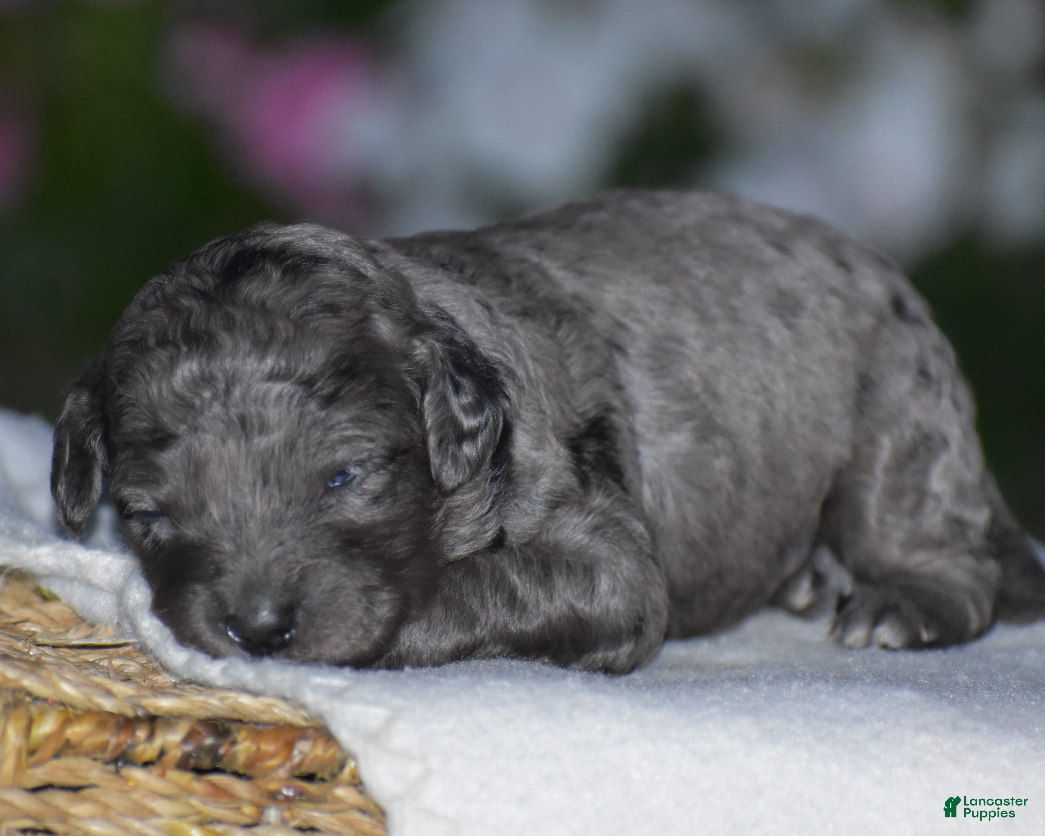 Mini Goldendoodle dogs Honey - Ad 1