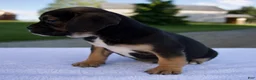 Beabull dogs for sale: Kace - Ad 4