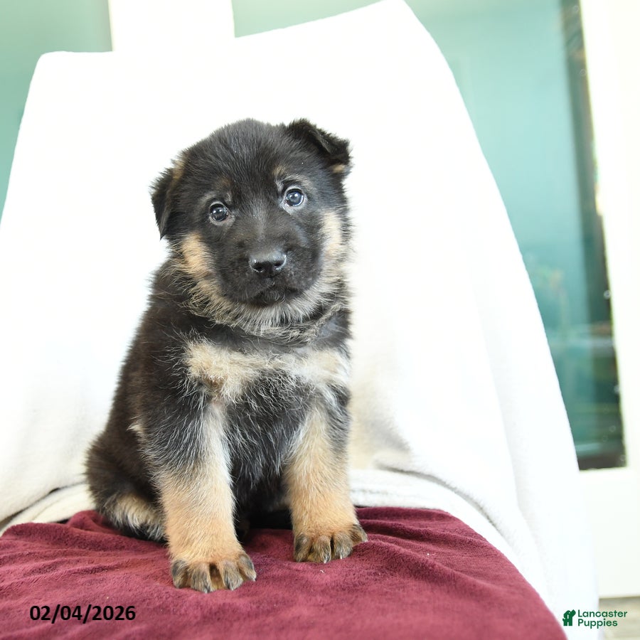 German Shepherd dogs Aldo - Ad 2