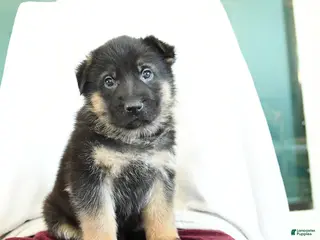 German Shepherd dogs Aldo - Ad 2