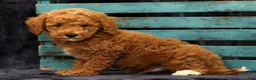 Miniature Poodle dogs for sale: Milo - Ad 9