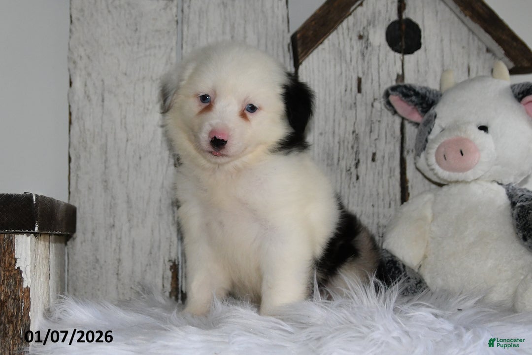 Miniature Australian Shepherd dogs for sale: Dori - Ad 2