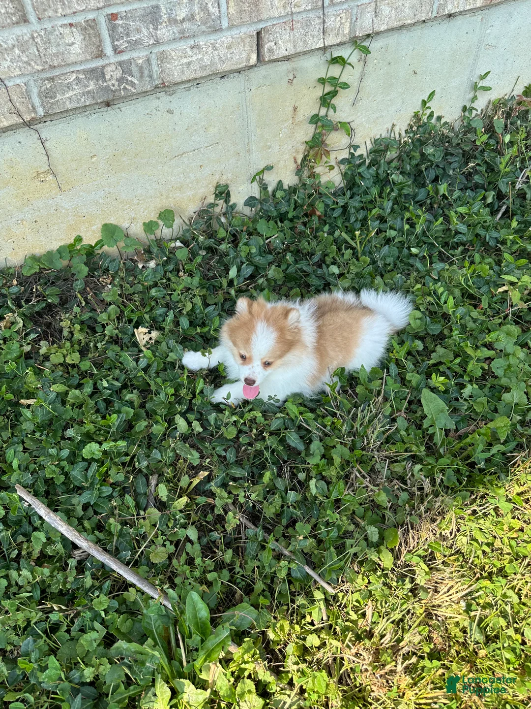Pomeranian dogs for sale: Pomeranian 2 - Ad 1