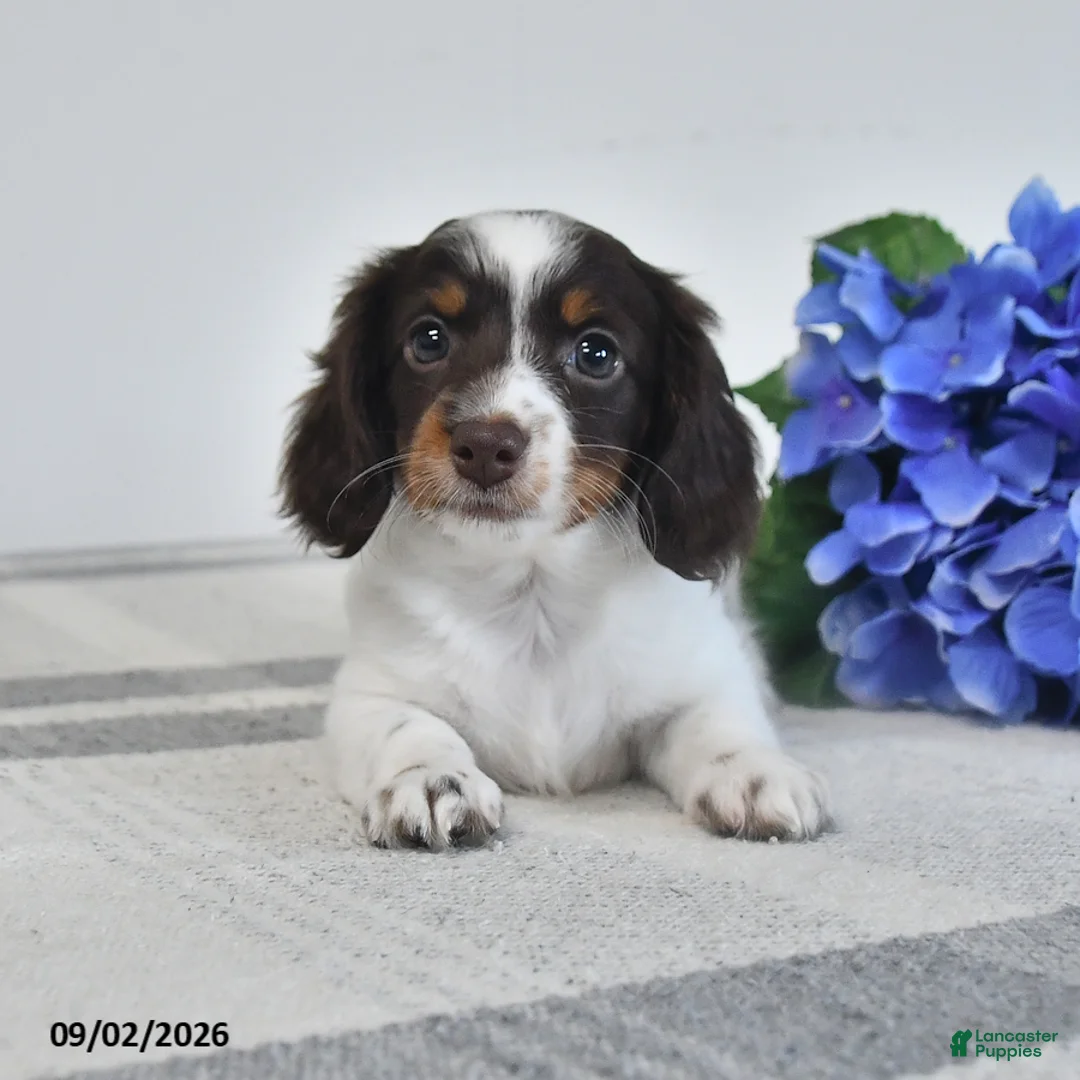 Miniature Dachshund dogs for sale: Bess  - Ad 1