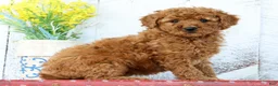 Mini Goldendoodle dogs for sale: Kennedi - Ad 3