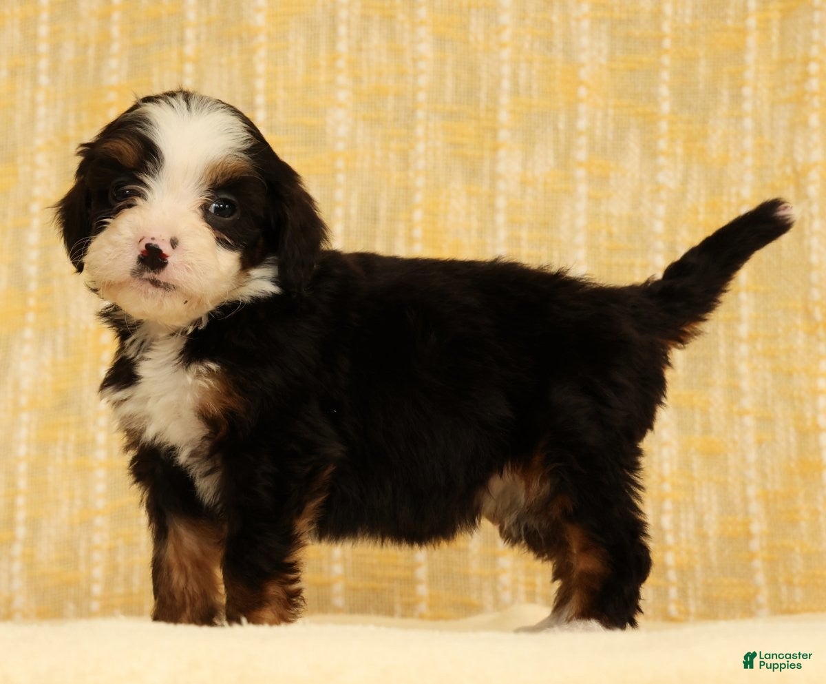 Mini Bernedoodle dogs Stella - Ad 1