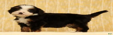 Stella