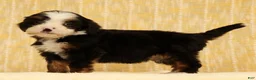 Mini Bernedoodle dogs for sale: Stella - Ad 1