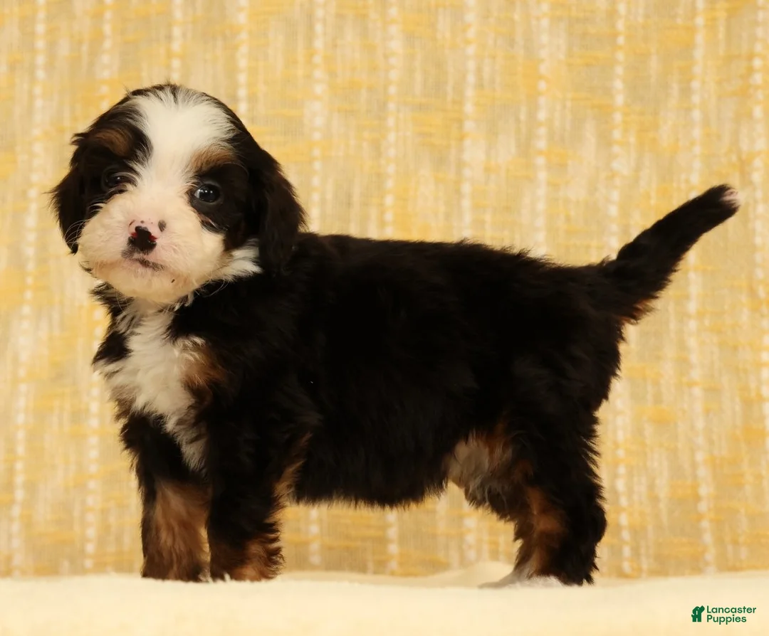 Mini Bernedoodle dogs for sale: Stella - Ad 1