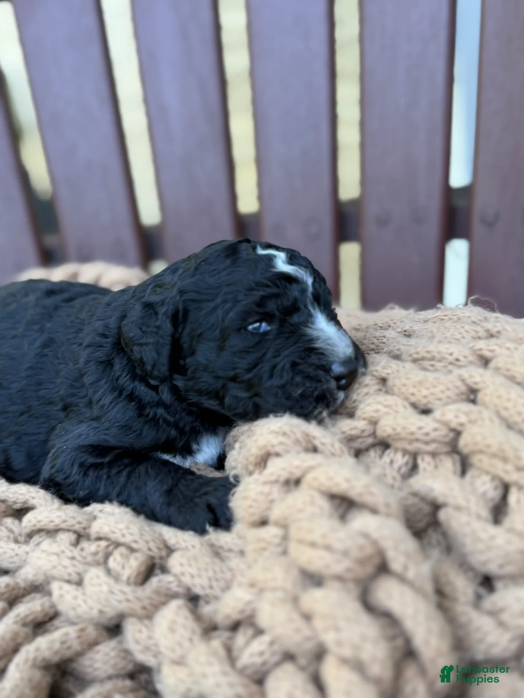 Bernedoodle dogs for sale: Wally (male) - Ad 2