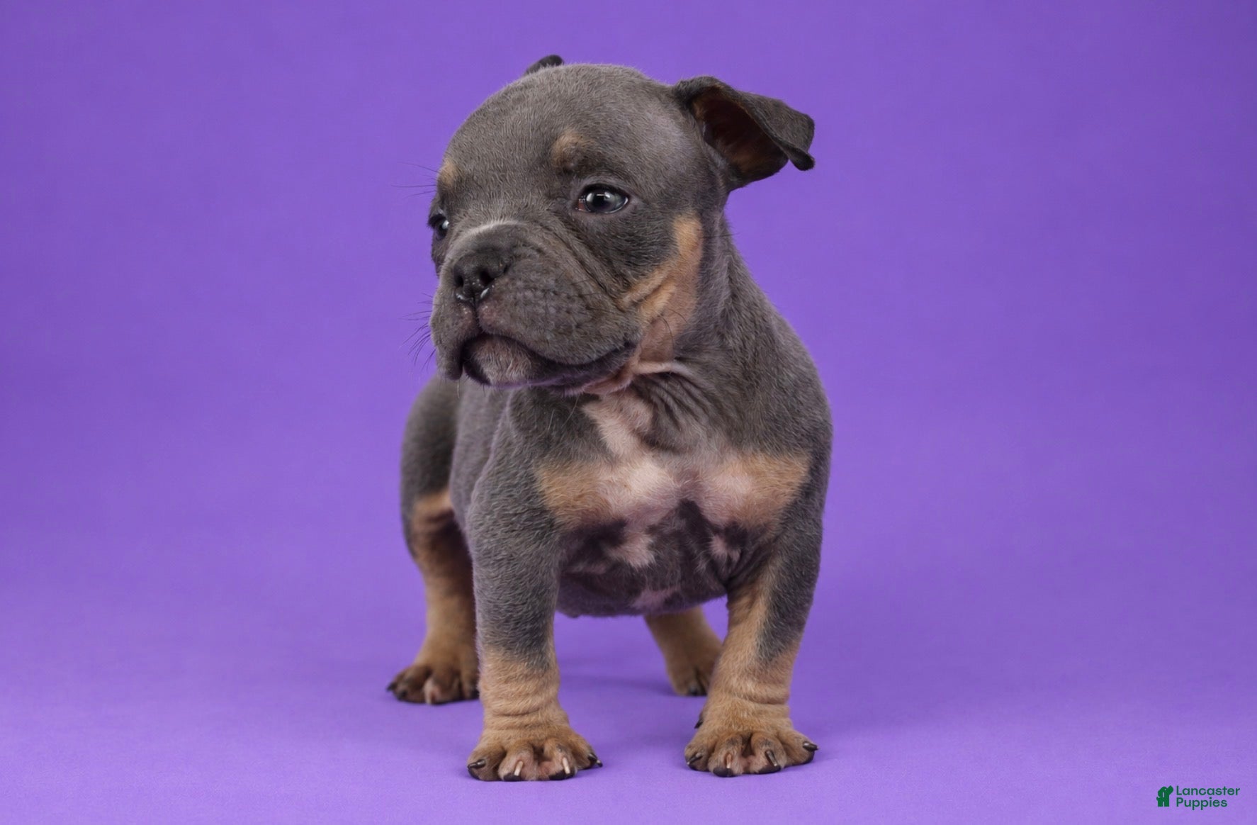 American Bully dogs Blue Tri Male - Ad 2