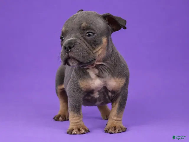 American Bully dogs Blue Tri Male - Ad 2