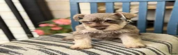 Miniature Schnauzer dogs for sale: Silver - Ad 5