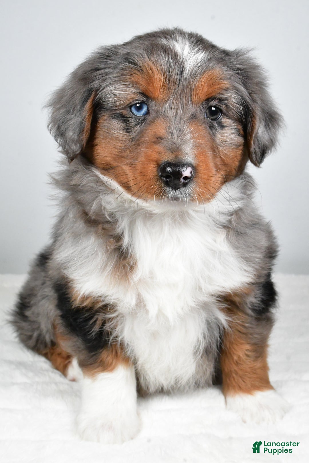 Miniature Australian Shepherd dogs for sale: Richie - Ad 4