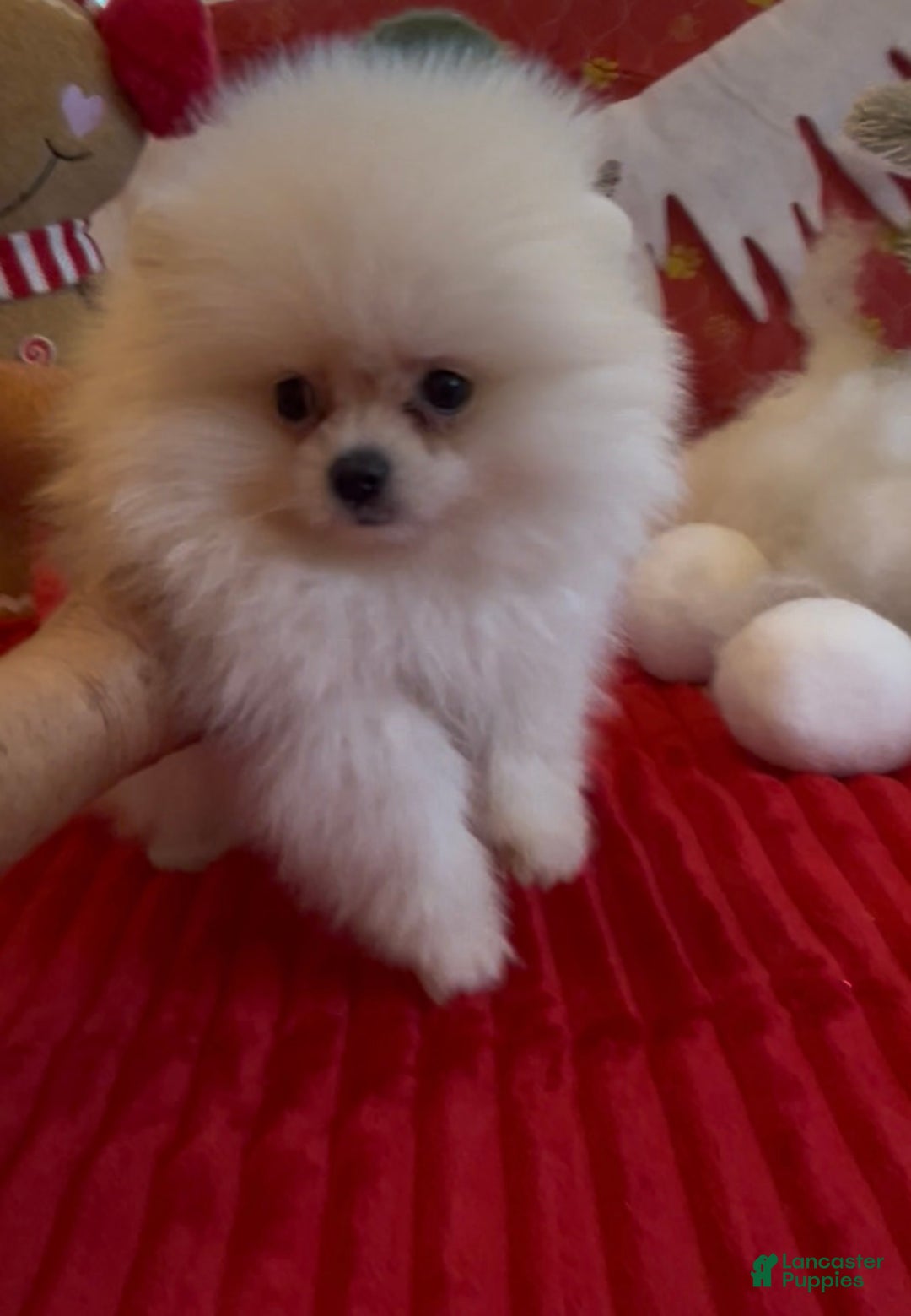 Pomeranian dogs for sale: Tom AKC Registered full rights  - Ad 14