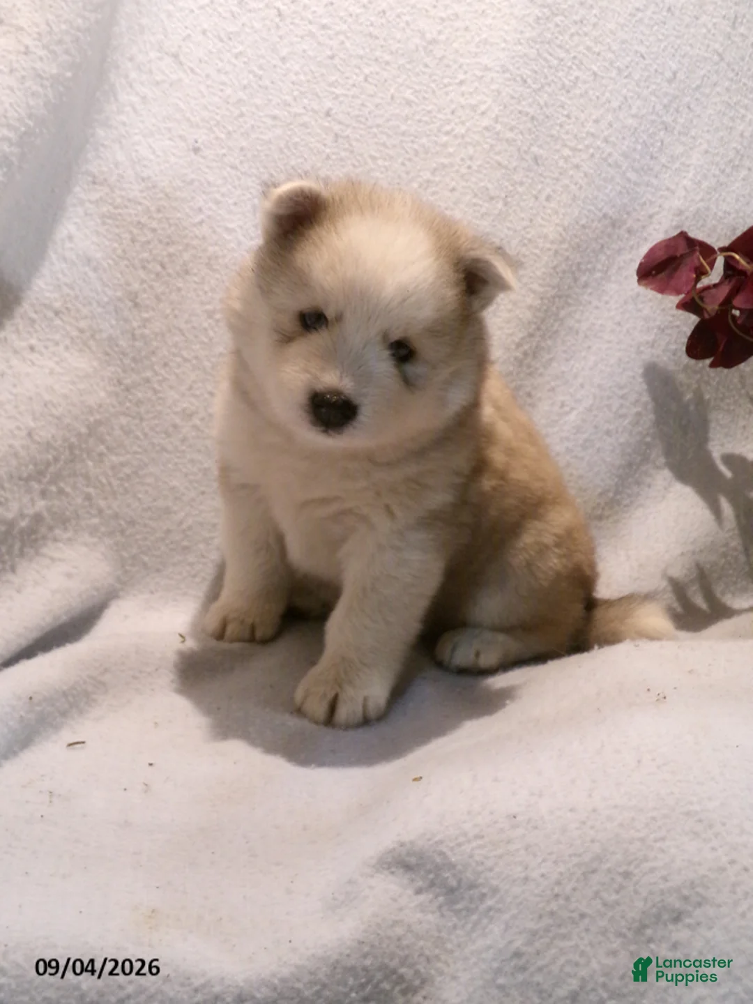 Pomsky dogs for sale: Buster - Ad 2